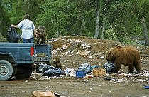 Biosphoto | 1487782 | Brown bears (Ursus arctos) feeding waste, Kodiak Island, Alaska, USA, North America | &copy; Thomas Sbampato / imageBROKER / Biosphoto