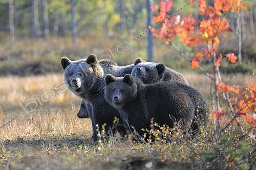 Biosphoto | 2393199 | Brown Bears (Ursus arctos), mother bear and cubs in the autumnally coloured taiga or boreal forest in the last light, border area to Russia, Kuhmo, Karelia, Finland, Europe | &copy; Bernd Zoller / imageBROKER / Biosphoto