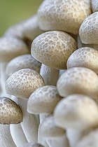 Biosphoto | 2596224 | Brown Beech Mushroom (Hypsizygus tessulatus) | &copy; Marie Aymerez / Biosphoto
