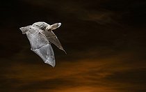 Biosphoto | 2156914 | Brown big-eared bat (Plecotus auritus) in flight, Salamanca, Castilla y León, Spain | &copy; Mario Cea Sanchez / Biosphoto