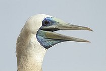 Biosphoto | 2395552 | Brown booby (Sula leucogaster) male, Isla Isabella, Nayarit, Mexico | &copy; Jack Chapman / Biosphoto