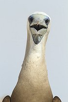 Biosphoto | 2395553 | Brown booby (Sula leucogaster) male, Isla Isabella, Nayarit, Mexico | &copy; Jack Chapman / Biosphoto