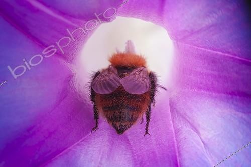 Biosphoto | 1808421 | Brown Bumblebee on a volubilis flower in summer France | &copy; Olivier Miniato / Biosphoto