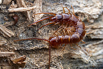 Biosphoto | 2621341 | Brown centipede (Lithobius forficatus) a predatory myriapoda, Monts du lyonnais, Rhône, France | &copy; Philippe Lebeaux / Biosphoto