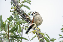 Biosphoto | 2609278 | Brown-crowned Tchagra (Tchagra australis) standing on a branch isolated in white sky in Greater Kruger National park, South Africa | &copy; Patrice Correia / Biosphoto