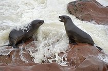Biosphoto | 1481694 | Brown Fur Seals (Arctocephalus pusillus) in the breakers on Cape Cross, Namibia, Africa | &copy; Christian Handl / imageBROKER / Biosphoto