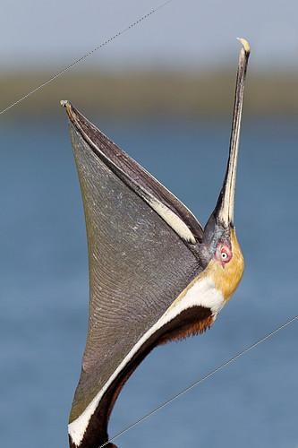 Biosphoto | 2404112 | Brown Pelican (Pelecanus occidentalis), Florida, USA | &copy; Jan Wegener / BIA / Biosphoto