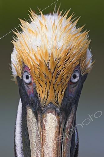 Biosphoto | 2414495 | Brown Pelican (Pelecanus occidentalis), Florida, USA | &copy; Mathias Schaef / BIA / Biosphoto