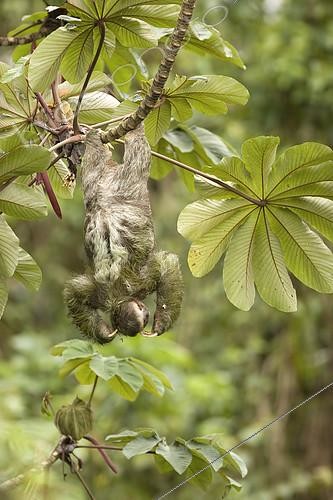 Biosphoto | 2404443 | Brown-throated Sloth (Bradypus variegatus) hanging down on branch in rainforest, Costa Rica | &copy; Greg Basco / BIA / Biosphoto