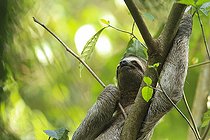Biosphoto | 2395568 | Brown-throated Three-toed Sloth (Bradypus variegatus), Manuel Antonio National Park, Costa Rica | &copy; Jack Chapman / Biosphoto