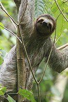 Biosphoto | 2395569 | Brown-throated Three-toed Sloth (Bradypus variegatus), Manuel Antonio National Park, Costa Rica | &copy; Jack Chapman / Biosphoto