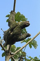 Biosphoto | 2395571 | Brown-throated Three-toed Sloth (Bradypus variegatus), Manuel Antonio National Park, Costa Rica | &copy; Jack Chapman / Biosphoto