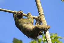 Biosphoto | 2395572 | Brown-throated Three-toed Sloth (Bradypus variegatus), Manuel Antonio National Park, Costa Rica | &copy; Jack Chapman / Biosphoto