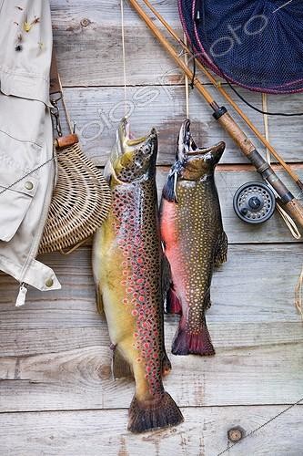 Biosphoto | 681649 | Brown trout and Brook trout fished | &copy; Bruno Mathieu / Biosphoto