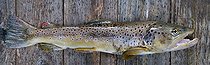 Biosphoto | 1254312 | Brown troutmale on wood | &copy; Bruno Mathieu / Biosphoto