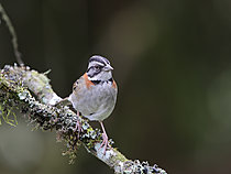 Biosphoto | 2621634 | Bruant chingolo (Zonotrichia capensis) perché sur une branche en forêt d'altitude. Choco Andino. Equateur. Amérique du Sud | &copy; Brigitte Marcon / Biosphoto