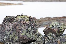Biosphoto | 2588319 | Bruant des neiges ou Plectrophane des neiges, (Plectrophenax nivalis) mâle adulte en plumage nuptial sur son site de nidification, Varanger, Norvège | &copy; Michael Adam / Biosphoto