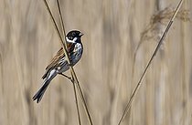 Biosphoto | 2122750 | Bruant des roseaux (Emberiza schoeniclus) mâle dans les roseaux, Parc naturel régional des Vosges du Nord, France | &copy; Michel Rauch / Biosphoto
