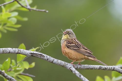 Biosphoto | 2434871 | Bruant ortolan (Emberiza hortulana) chantant sur une branche, Suède | &copy; Ivan Sjögren / Biosphoto