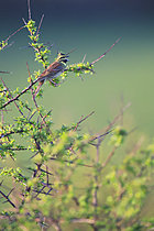 Biosphoto | 2621515 | Bruant zizi (Emberiza cirlus) mâle dans un prunellier du nord Cotentin en chant de parade. Normandie, France | &copy; Christophe Perelle / Biosphoto