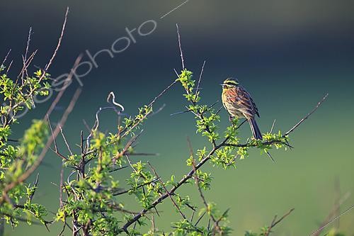 Biosphoto | 2621516 | Bruant zizi (Emberiza cirlus) mâle dans un prunellier du nord Cotentin, Normandie, France | &copy; Christophe Perelle / Biosphoto