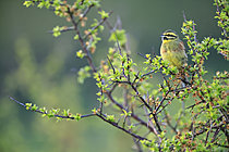 Biosphoto | 2621519 | Bruant zizi (Emberiza cirlus) mâle dans un prunellier du nord Cotentin, Normandie, France | &copy; Christophe Perelle / Biosphoto