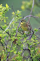 Biosphoto | 2621520 | Bruant zizi (Emberiza cirlus) mâle dans un prunellier du nord Cotentin, Normandie, France | &copy; Christophe Perelle / Biosphoto