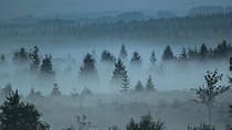 Biosphoto | 2609519 | Brume automnale sur la Fagne wallone, Ardennes, Belqique | &copy; Christian Cabron / Biosphoto