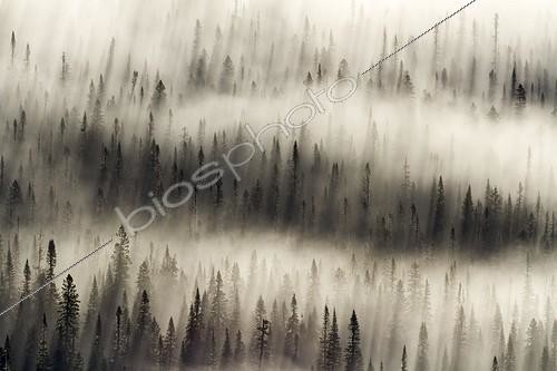 Biosphoto | 1994326 | Brume matinale sur la forêt boréale - Gaspésie Québec Canada | &copy; Philippe Henry / Biosphoto