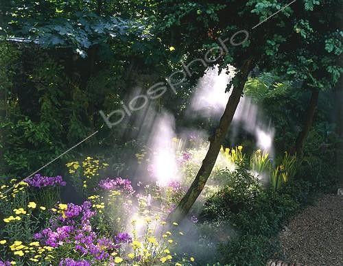 Biosphoto | 948561 | Brumisation sur un massif fleuri de Phlox et d'Achilées ; Conception Capsel Paysage. Manifestation  Jardins jardin  | &copy; Alexandre Petzold / Biosphoto