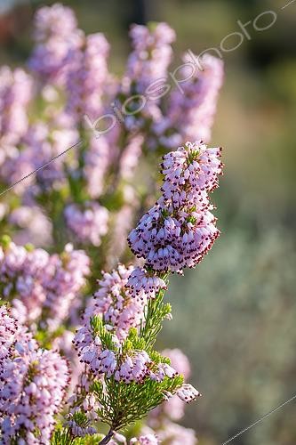 Biosphoto | 2491412 | Bruyère à nombreuses fleurs (Erica multiflora), Parc national des Calanques, La Ciotat, Bouches-du-Rhône, France | &copy; Marie Aymerez / Biosphoto