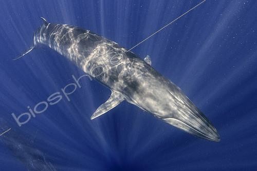 Biosphoto | 2133657 | Bryde's whale (Balaenoptera brydei, edeni), Tenerife, Canary Islands | &copy; Sergio Hanquet / Biosphoto