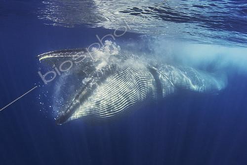Biosphoto | 2133660 | Bryde's whale (Balaenoptera brydei, edeni), Whale eating, Tenerife, Canary Islands. | &copy; Sergio Hanquet / Biosphoto