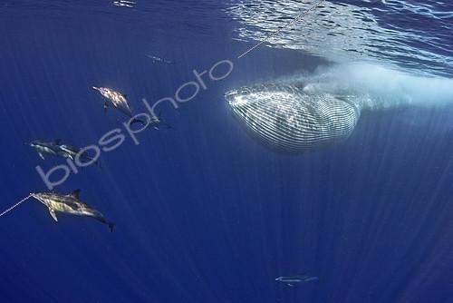 Biosphoto | 2133663 | Bryde's whale (Balaenoptera brydei, edeni), Whale eating, Tenerife, Canary Islands. | &copy; Sergio Hanquet / Biosphoto