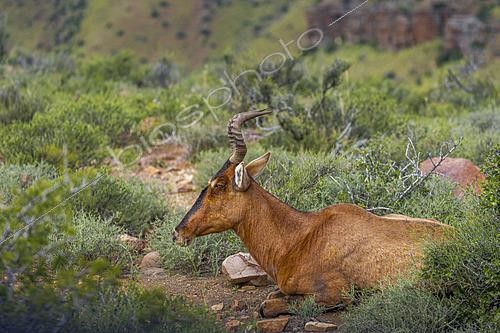 Biosphoto | 2626218 | Bubale roux (Alcelaphus buselaphus caama) dans un habitat typique du Nama Karoo près de Beaufort West, Cap-Occidental, Afrique du Sud | &copy; Roger de La Harpe / Biosphoto