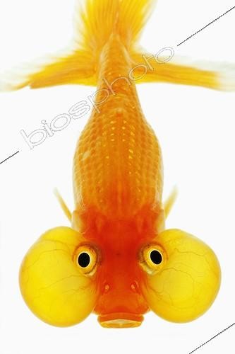 Biosphoto | 1210184 | Bubble eyed goldfish shot against white background | &copy; Martin Harvey / Biosphoto