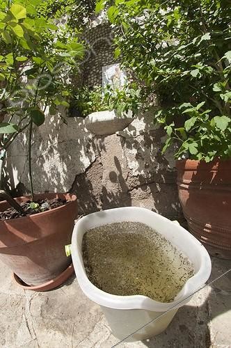 Biosphoto | 967965 | Bucket left in garden and crowded with mosquito larvae | &copy; Roger Eritja / Biosphoto