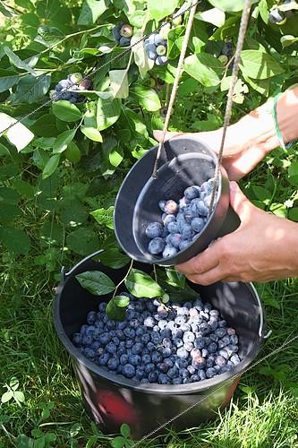 Biosphoto | 2073997 | Buckets filled with organic blueberries, Picking done by individuals in the orchard who buy by weight blueberries, Cambo Les bains, Basque Country, France | &copy; Laurent Lhoté / Biosphoto