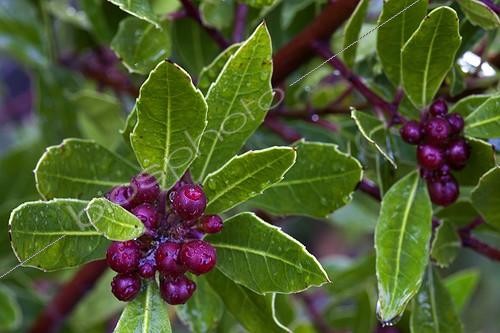 Biosphoto | 1651570 | Buckthorn fruits Provence France | &copy; Michel Gunther / Biosphoto