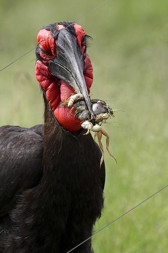 Biosphoto | 1650984 | Bucorve du Sud et proies dans le bec Masaï Mara Kenya | &copy; Tony Crocetta / Biosphoto