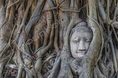 Biosphoto | 2396818 | Buddha statue head ingrown in strangler fig roots (Ficus religiosa), Wat Mahathat, Ayutthaya, Central Thailand | © Moritz Wolf / imageBROKER / Biosphoto