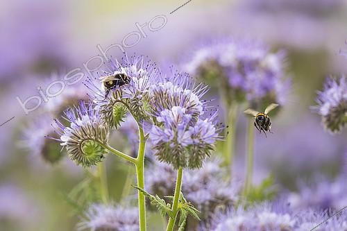 Biosphoto | 2404327 | Buff-tailed bumble bee (Bombus terrestris) worker feeding on nectar from Scorpionweed (Phacelia tanacetifolia) flowers, Hesse, Germany | &copy; Martin Grimm / BIA / Biosphoto