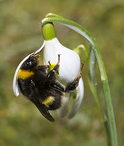 Biosphoto | 2469559 | Buff-tailed bumblebee (Bombus terrestris) queen foraging a snowdrop (Galanthus nivalis), Vosges du Nord Regional Nature Park, France | &copy; Michel Rauch / Biosphoto