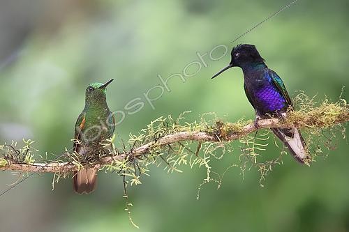 Biosphoto | 2619187 | Buff-tailed coronet (Boissonneaua flavescens) and velvet-purple coronet (Boissonneaua jardini) perched on the same branch. Equatorial forest. Choco Andino. Ecuador. South of America | &copy; Brigitte Marcon / Biosphoto