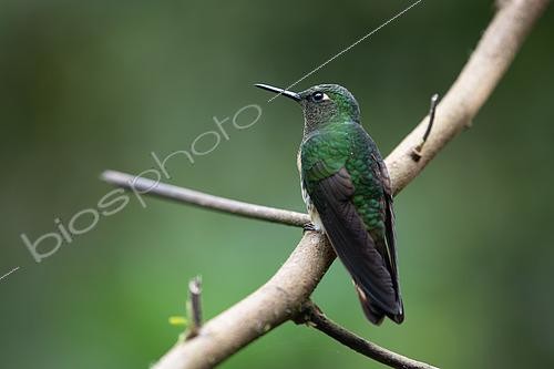 Biosphoto | 2615131 | Buff-tailed Coronet (Boissonneaua flavescens) on a branch, Jardin, Colombia | &copy; Régis Cavignaux / Biosphoto