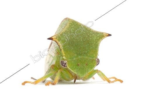 Biosphoto | 1988003 | Buffalo treehopper  | &copy; Michel Gunther / Biosphoto