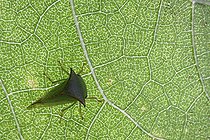 Biosphoto | 696548 | Buffalo treehopper on a sheet of Sunflower | &copy; Bruno Cavignaux / Biosphoto