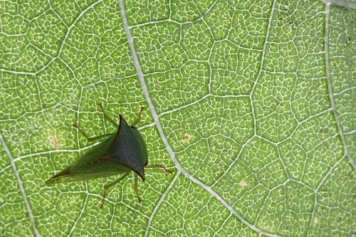 Biosphoto | 696548 | Buffalo treehopper on a sheet of Sunflower | &copy; Bruno Cavignaux / Biosphoto