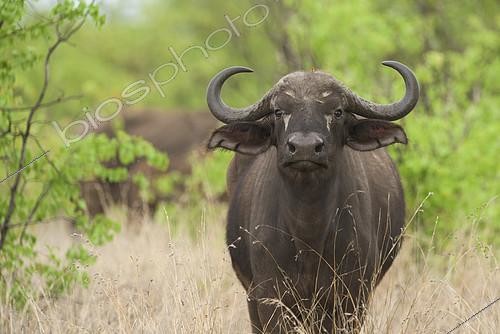 Biosphoto | 2081940 | Buffle d'Afrique (Syncerus caffer) dans la savane, Kruger, Afrique du Sud | &copy; Tonino De Marco / Biosphoto