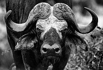 Biosphoto | 2081939 | Buffle d'Afrique (Syncerus caffer) portrait, Kruger, Afrique du Sud | &copy; Tonino De Marco / Biosphoto
